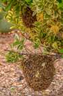 USA, New Mexico. Honey bees swarming. Art Print